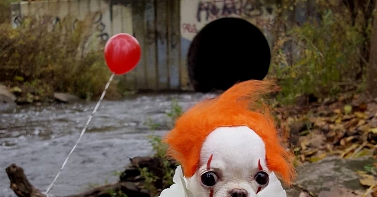 Корова клоун. Собака клоун. Собака в костюме клоуна. Клоун с собачкой.