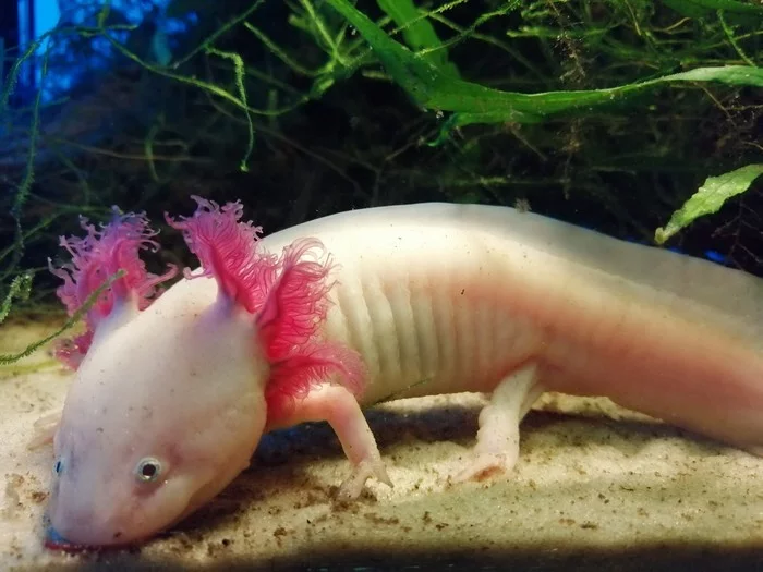 The ever smiling amigo - axolotl - Axolotl, Amphibian, Ambistoma, Animals, Video, Longpost