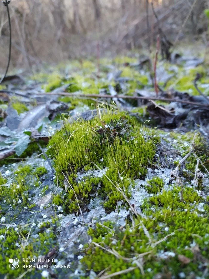 One of my favorite photos of this winter - My, Winter, Nature, Longpost, The photo