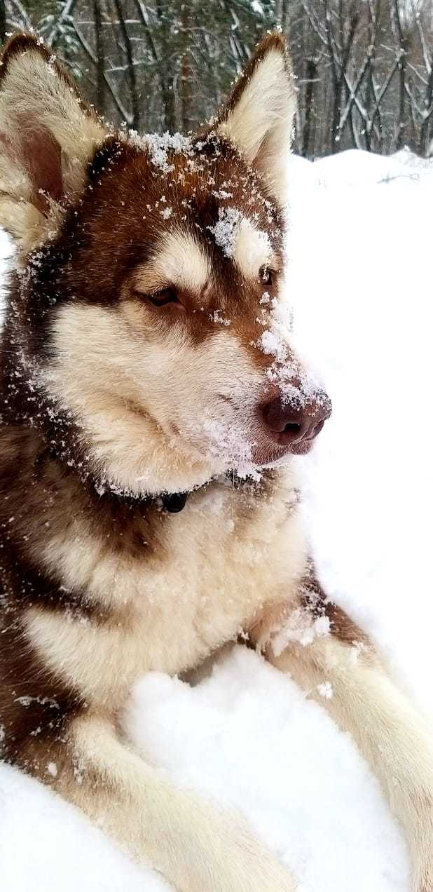 Lilu - Alaskan Malamute in our pack, part 1 - My, The photo, Dog, Alaskan Malamute, Laika, Winter, Snow, Story, Longpost