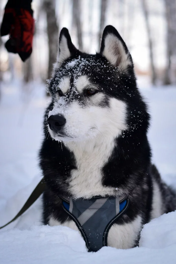 Winter Games - My, Dog, Husky, Siberian Husky, Winter, Snow, Longpost