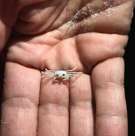 Miniature baby crab - Crab, Mini, Small, Palm, Young, Eyes, Milota