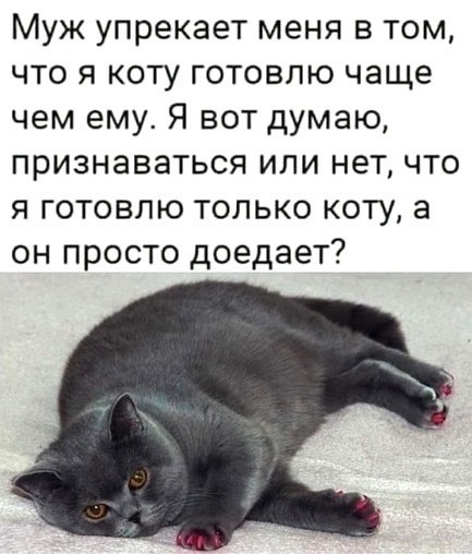 Even thought about it - Picture with text, cat