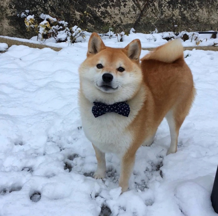 Точка с запятой в английском. Сложно о простом