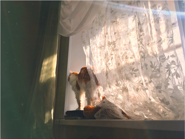 �����������