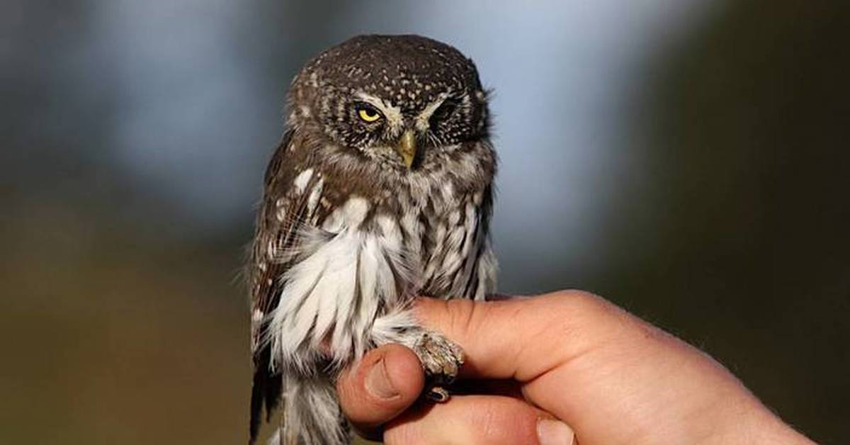 Сова маленькая и большая. Сова воробьиный Сыч. Воробьиный Сыч (Glaucidium passerinum l.),. Воробьиный Сыч птенец. Воробьиный Сыч и Домовой Сыч.