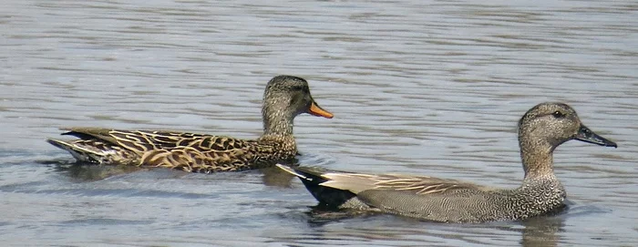 About our ducks - My, Duck, Birds, Ornithology, Schelkovo, Photo hunting, The photo, Moscow region, Leisure, Longpost