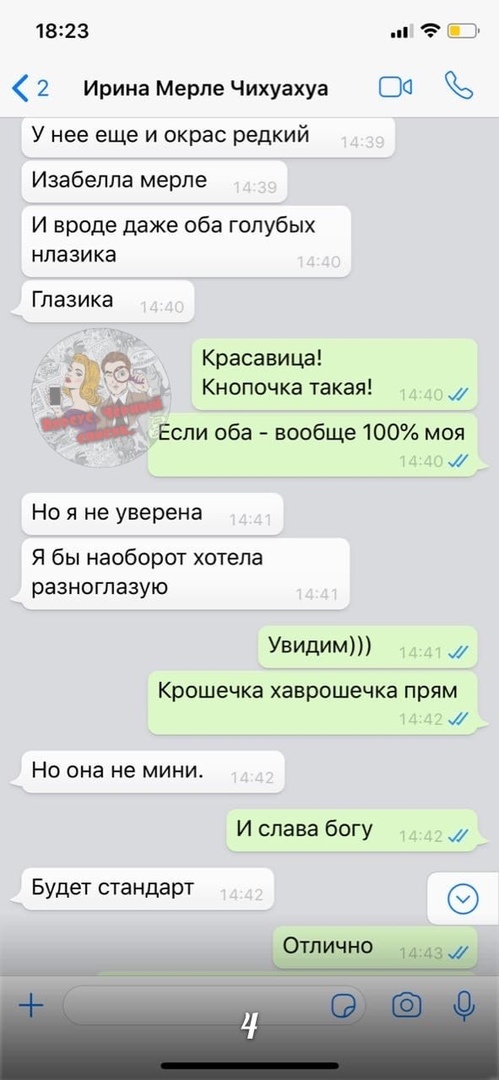 Мошенничество при продаже щенков - Помски, Мошенничество, Недобросовестный заводчик, Обманщики, Лига юристов, Длиннопост, Юридическая помощь