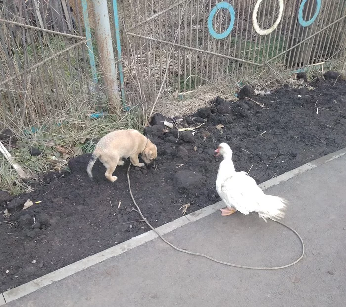 Nothing unusual. Just a man walking his pets - My, Duck, Pets