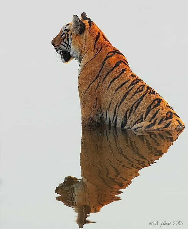 Perfect - The photo, Animals, Nature, Tiger, Reflection