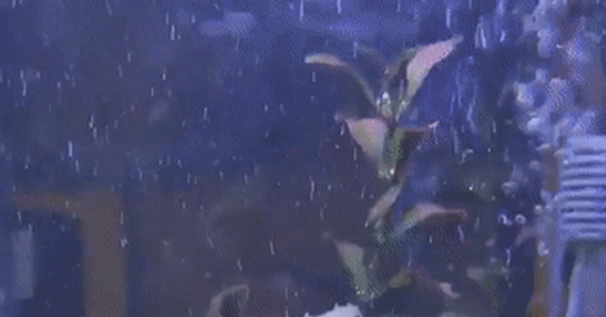 Seahorse birth - Sea Horse, Aquarium, GIF, Childbirth, Male, Fry