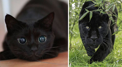 Шутники доказали, что у чёрных кошек много общего с их дикими собратьями |  Пикабу
