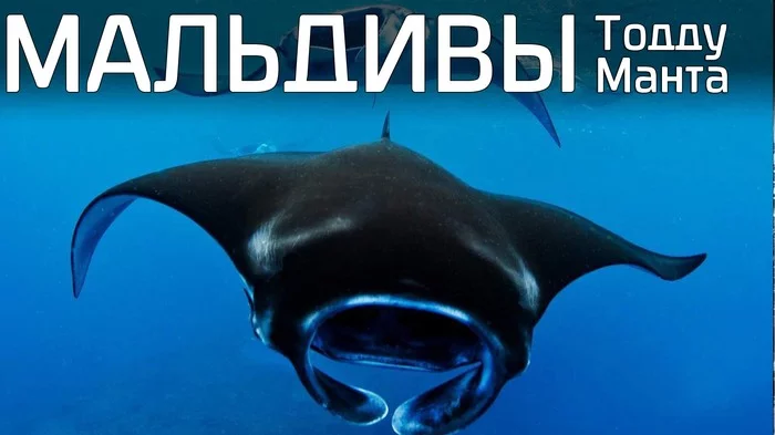 Maldives, snorkeling with manta rays, Thoddoo island - My, Travels, Maldives, Snorkeling, Leisure, Video