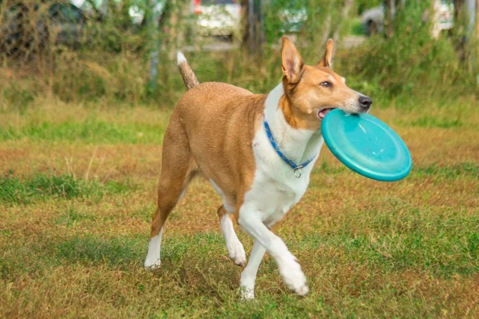 My dogs are Doberman and Collie - My, Doberman, Collie, Longpost, Dog