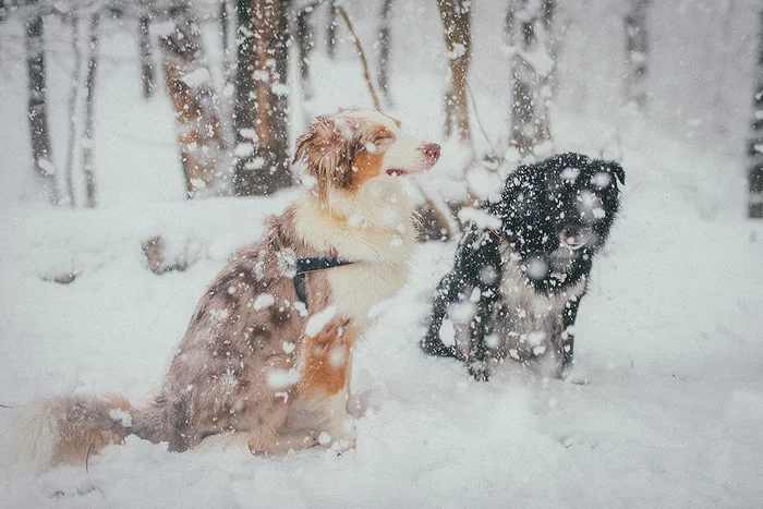 Snow brought up - My, Dog, Australian shepherd, Snow, Animal shelter, Cur