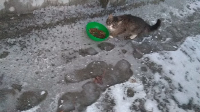 Who lost a cat, Angarsk Volgograd - My, cat, Wild animals, Lost cat