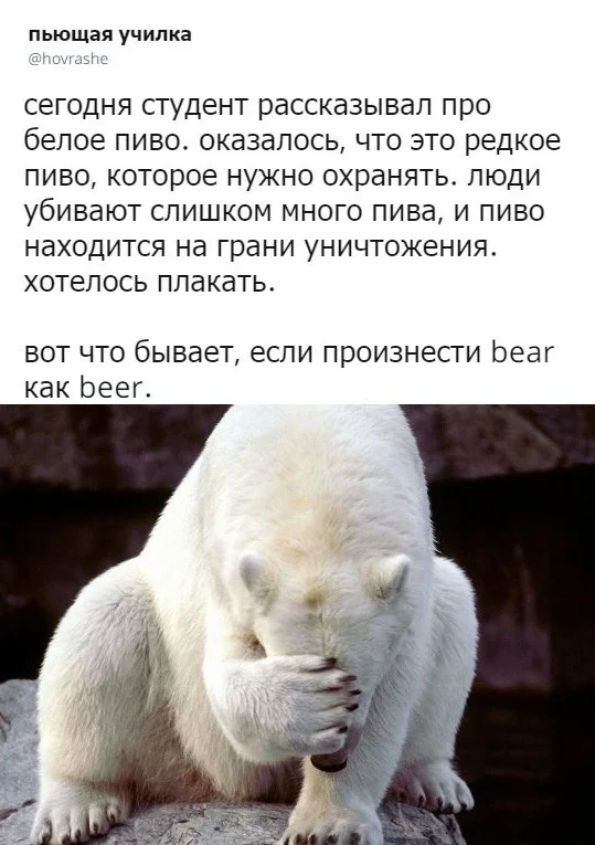 Bear VS. Beer - Pronunciation, English language, Polar bear, Beer, Mixed up the words