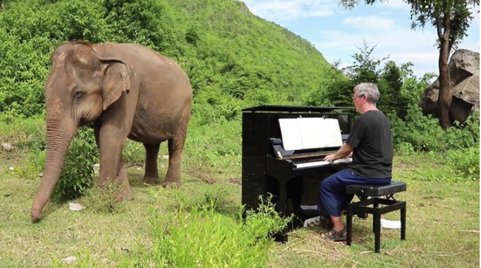 Чудесная реакция слепой слонихи на звуки пианино Видео, Слоны, Животные, Музыка, Заповедник, Длиннопост