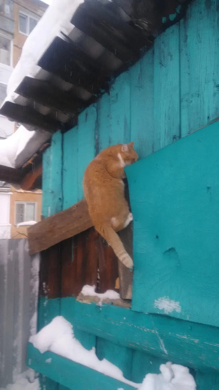 Cat escapes through the fence - My, cat, The escape, Failure, Video, Longpost, Vertical video