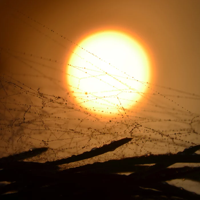 Sun, web and dew - My, The sun, Dew, Web