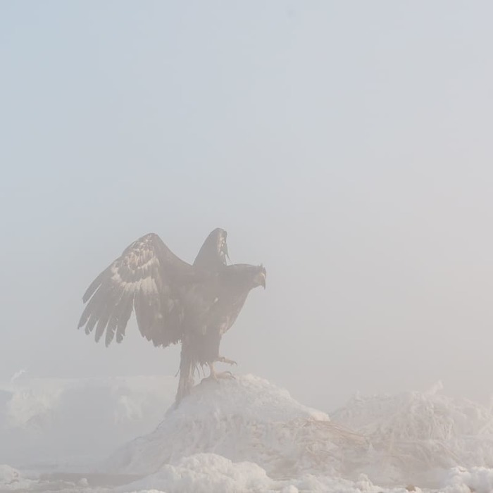 "В морозном тумане" Камчатка, Орел, Птицы, Природа, Дикая природа, Путешествия, Длиннопост