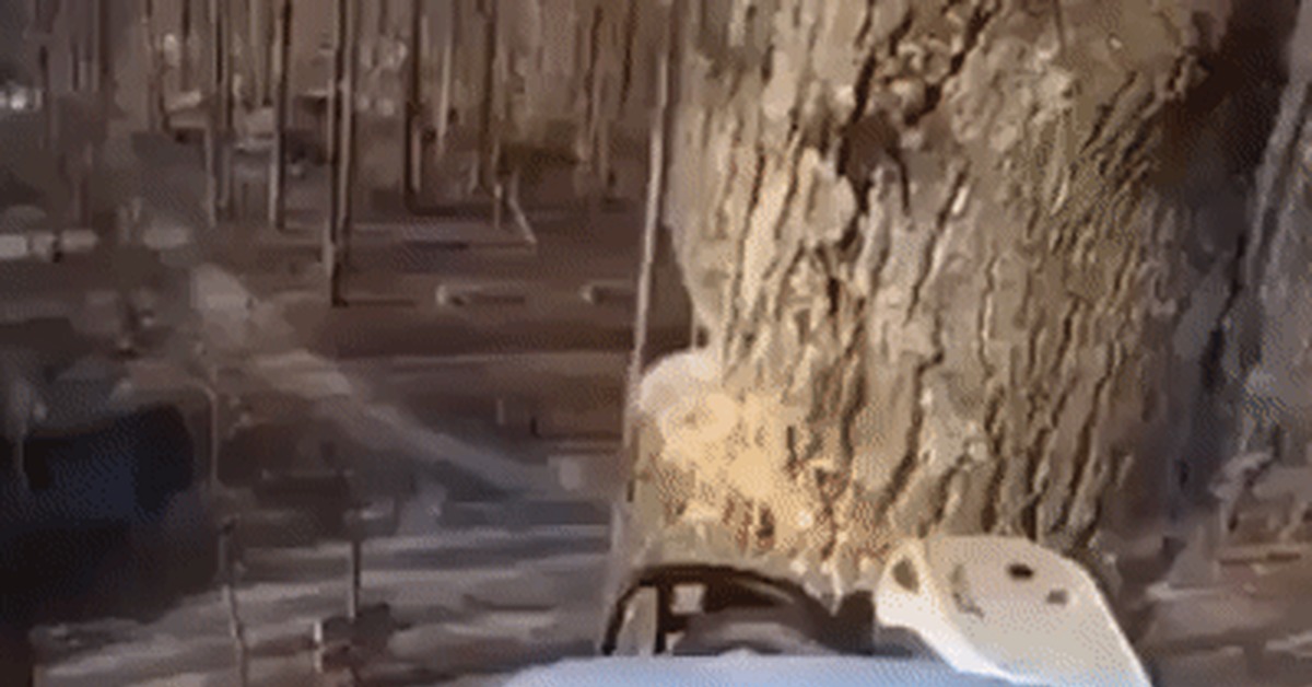 10 of 10 - GIF, Tree, beauty