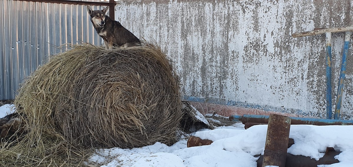 Собака на сенях. Сено для собак. Собака на сене зимой. Сено собакам зимой. Сено собаки лопаты.