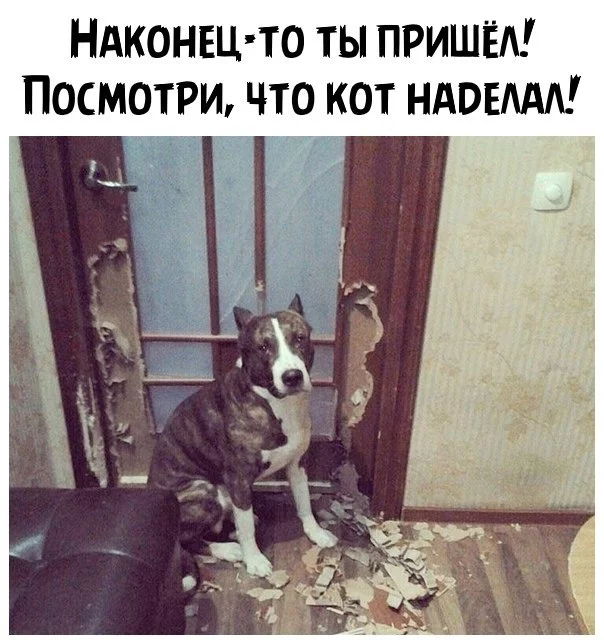 Ох уж эти коты))) - Кот, Собака, Подстава