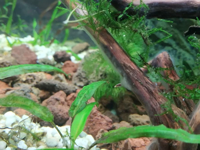 What kind of fouling is on driftwood? - My, Seaweed, Snag