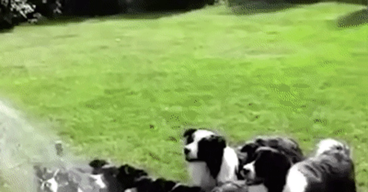 Dog Choir - GIF, Dog, Water, Grass, Identity