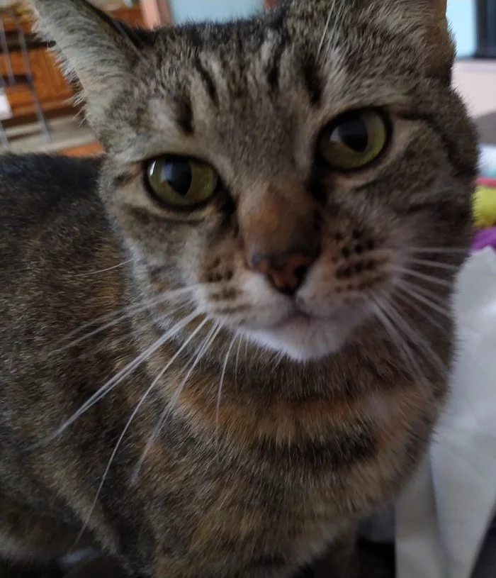 When a cat poses for a photo better than you - Longpost, Animals, Mustachioed - Striped, cat, The photo, My