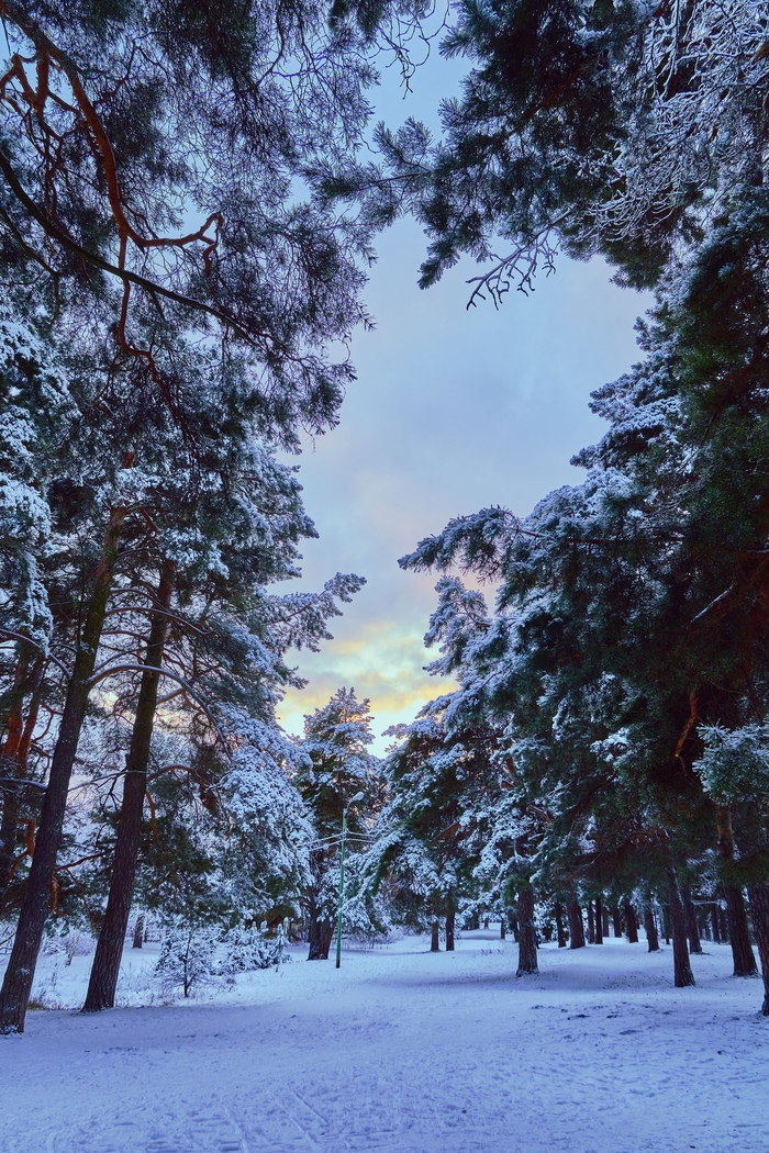 Зимнее настроение Природа, Фотография, Зима, Снег, Лес, Длиннопост