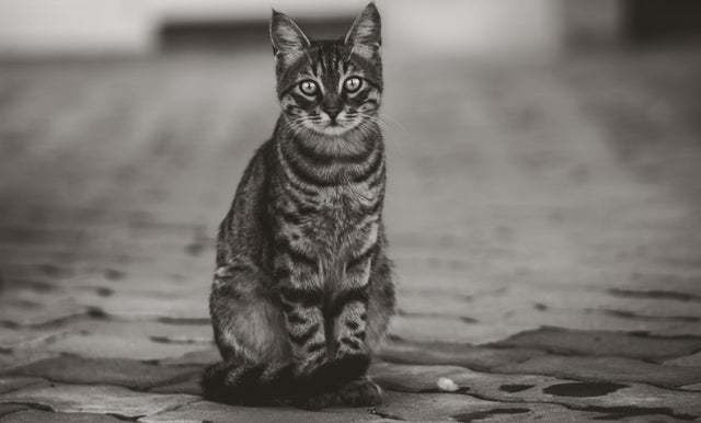 Кот на улице из Анкары