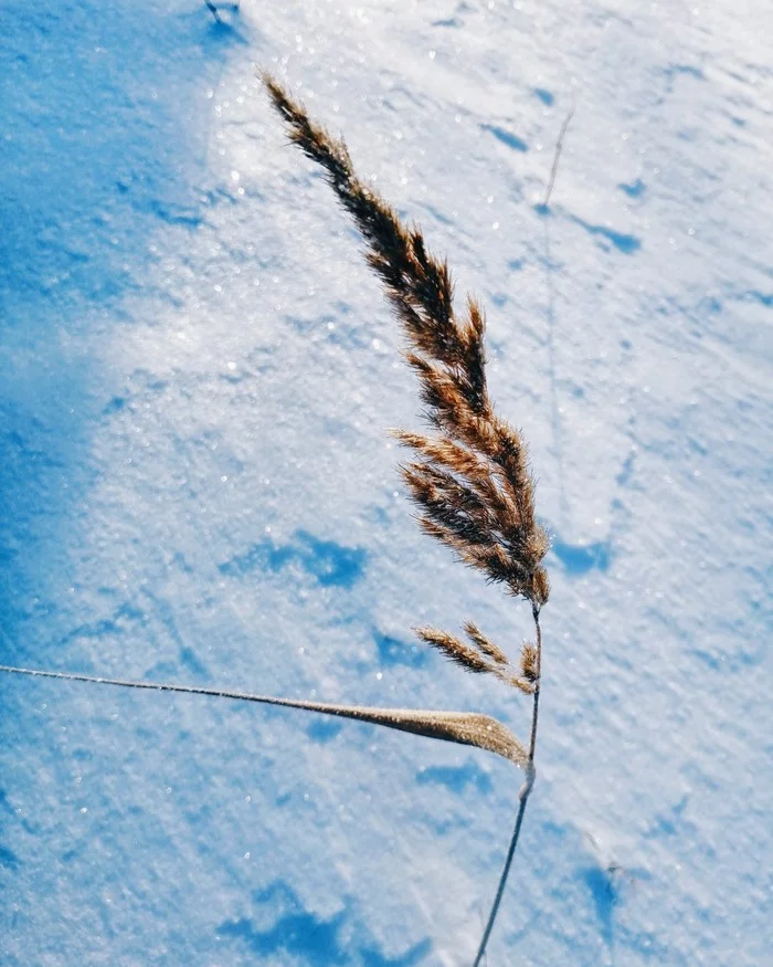 Lonely spikelet - The photo, Mobile photography, freezing, Spikelet