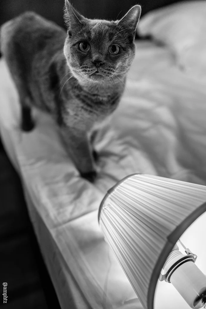 Catolamp - My, cat, Cat with lamp, Лампа, Sight, Black and white