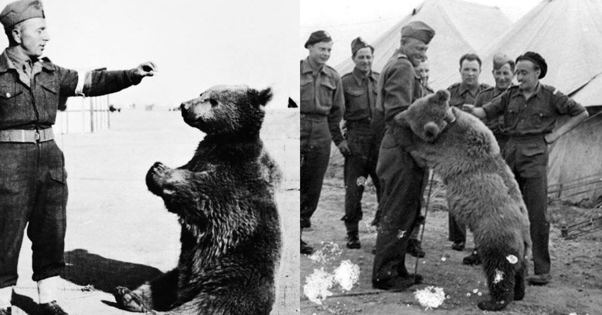 Редкие Интересные Фото Вов Солдат И Животные