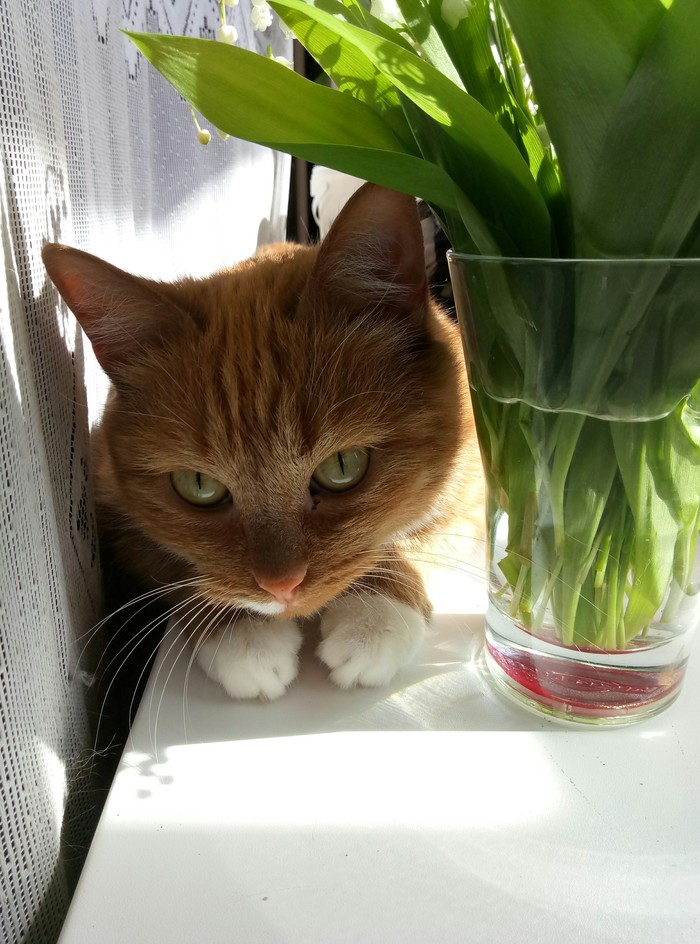 ����� �����