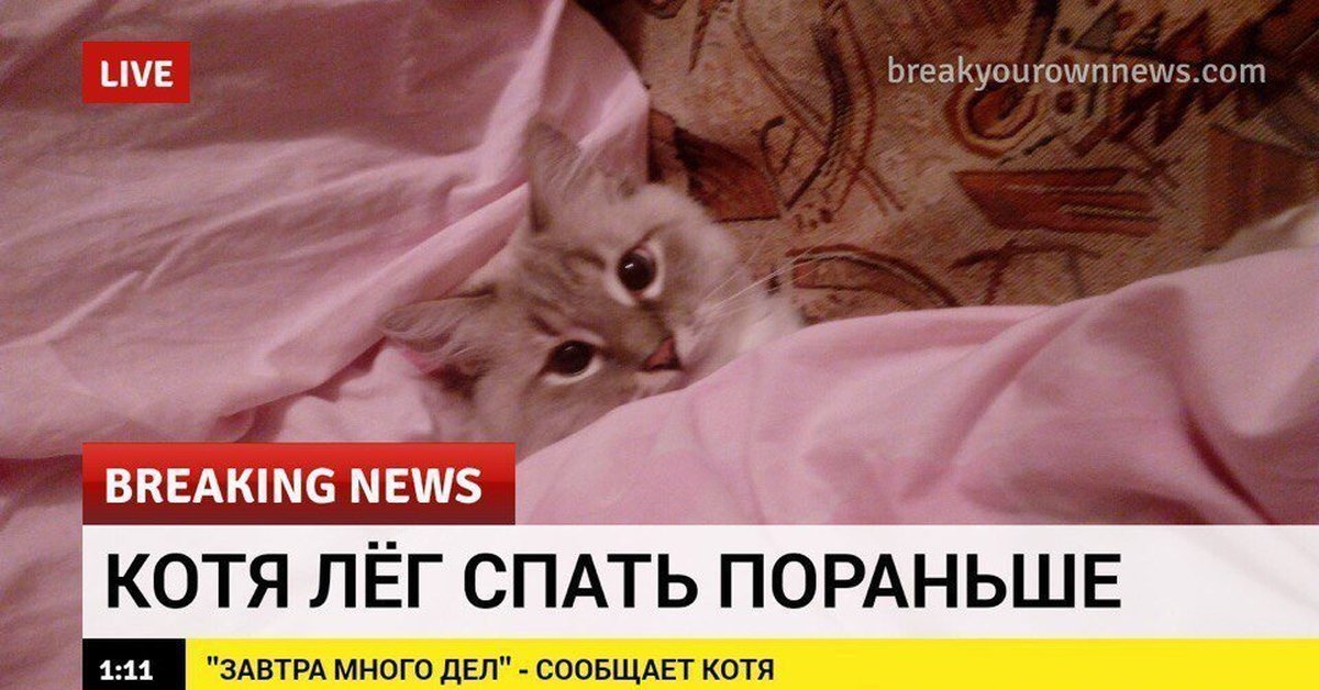 Пораньше г. Breaking News коты. Срочные новости котик. Кот лег спать пораньше. Breaking News приколы.