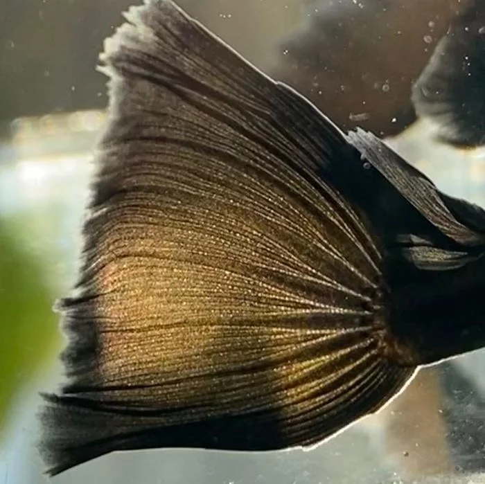 Black guppies in Germany and Indonesia - which ones are bred for sale? - Aquarium fish, Aquarium, Guppy, Video, Longpost