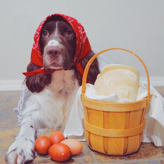 Cuteness of the day: what dogs will look like if they are dressed like Russian grandmothers - Dog, Handkerchiefs, Milota, Instagram, Grandmother, Humor, Longpost