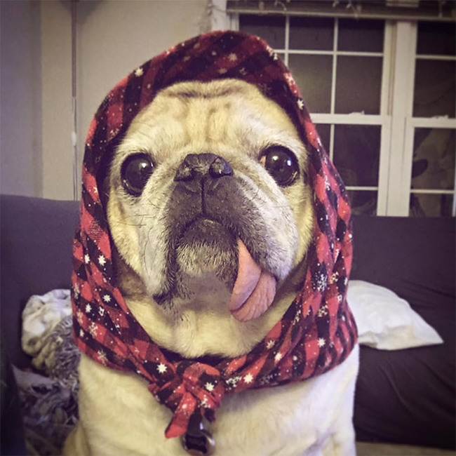 Cuteness of the day: what dogs will look like if they are dressed like Russian grandmothers - Dog, Handkerchiefs, Milota, Instagram, Grandmother, Humor, Longpost