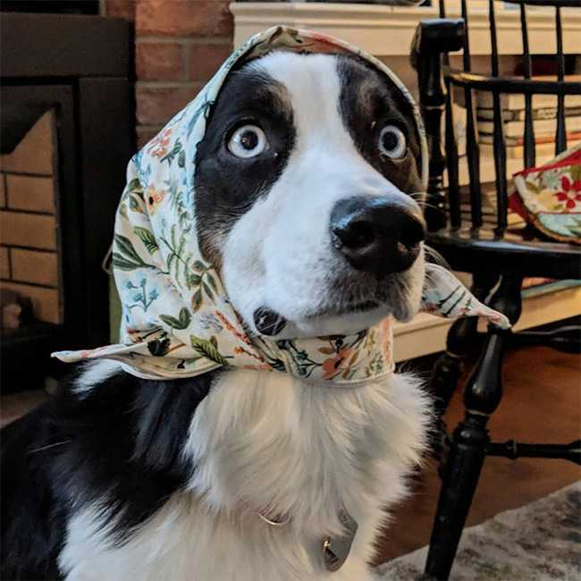 Cuteness of the day: what dogs will look like if they are dressed like Russian grandmothers - Dog, Handkerchiefs, Milota, Instagram, Grandmother, Humor, Longpost