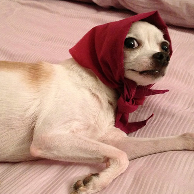 Cuteness of the day: what dogs will look like if they are dressed like Russian grandmothers - Dog, Handkerchiefs, Milota, Instagram, Grandmother, Humor, Longpost