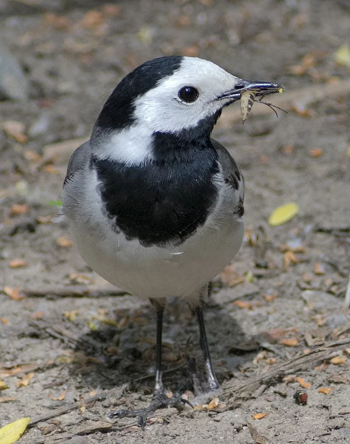 Who can you meet on the banks of the Klyazma in Shchelkovo? Part one - My, Ornithology, Birds, Animals, Schelkovo, Nature, River, Klyazma, Longpost