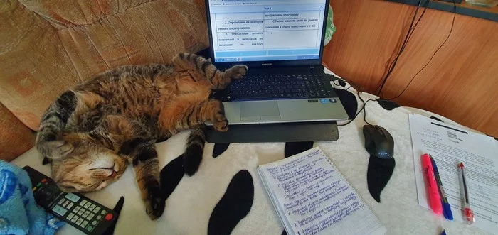 Assistant - My, cat, Catomafia