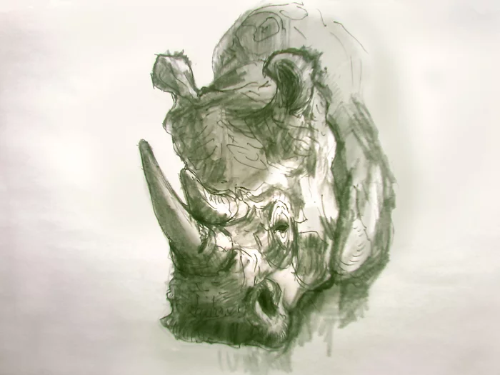 Rhino head sketch - My, Rhinoceros, Drawing, Process, Video, Pencil, Sketch