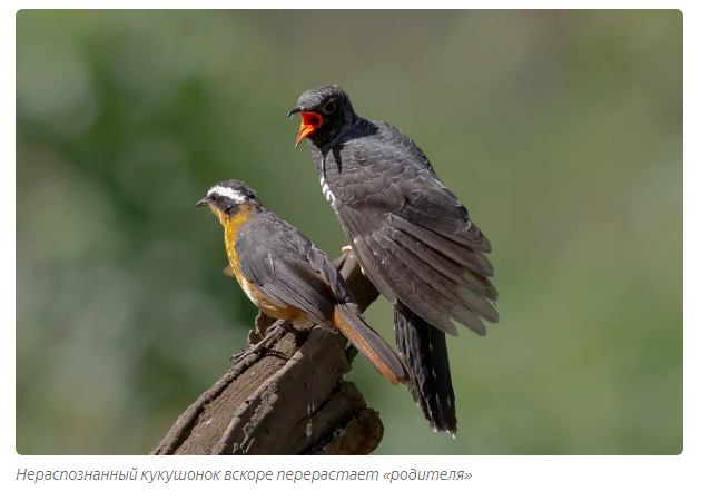 How cuckoos grow up: saboteur chicks - Animals, Birds, Cuckoo, Moscow Zoo, Yandex Zen, Longpost