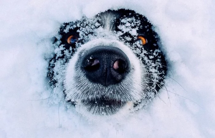 Buried alive - My, Humor, Building, Winter, Snow, Longpost, Dog