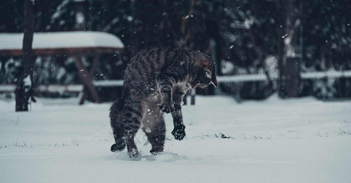 Кот в сугробе картинки