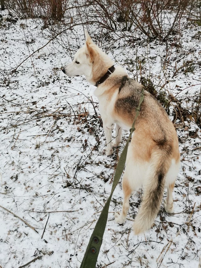 follow me - My, Dog, Winter, follow me